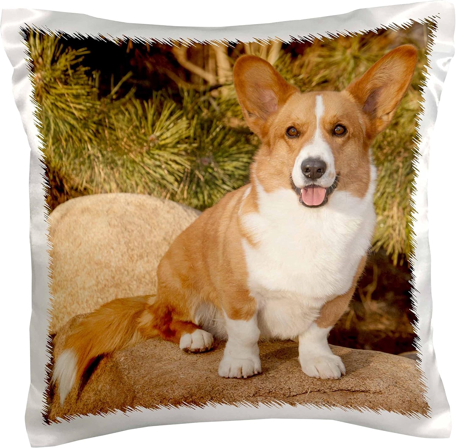 danita delimont –狗– 纯种开衫威尔士柯基犬 dog on 摇滚 – na02